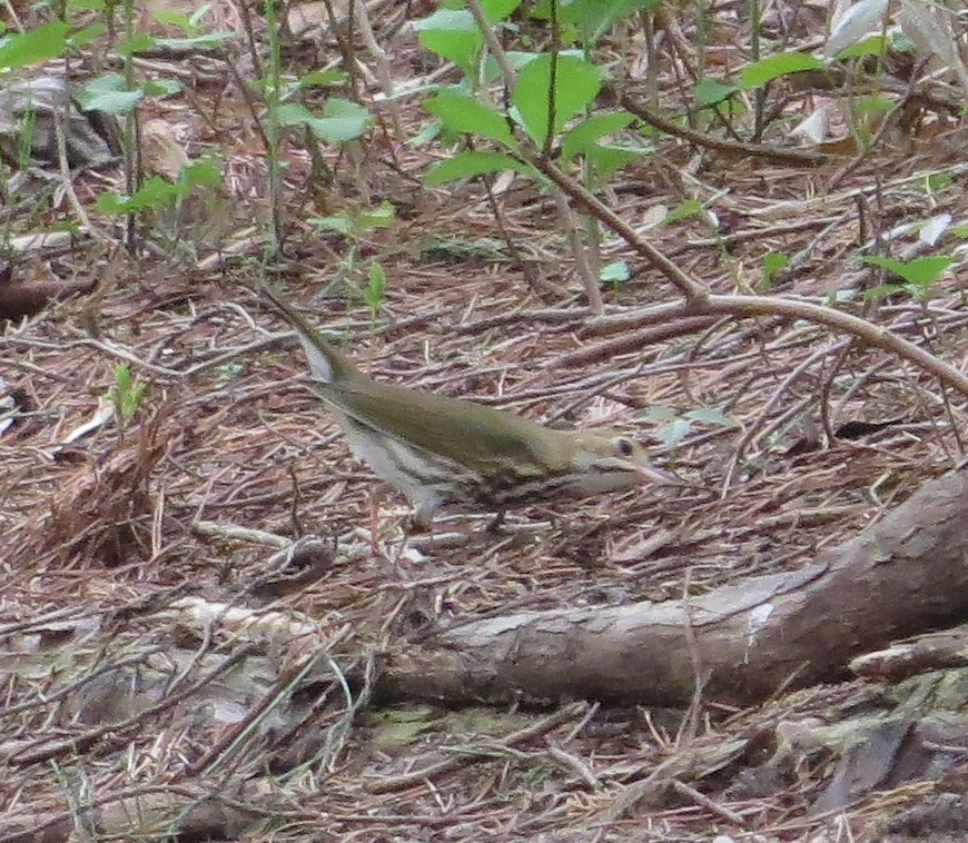 Ovenbird - ML440737061