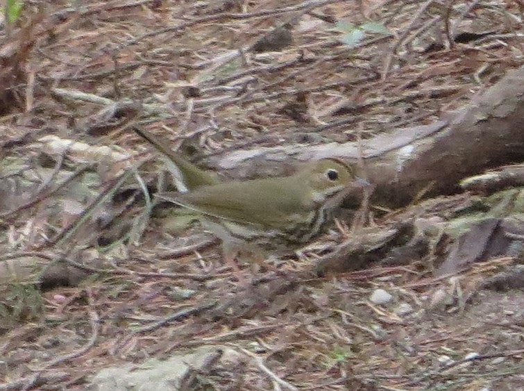 Ovenbird - ML440737101