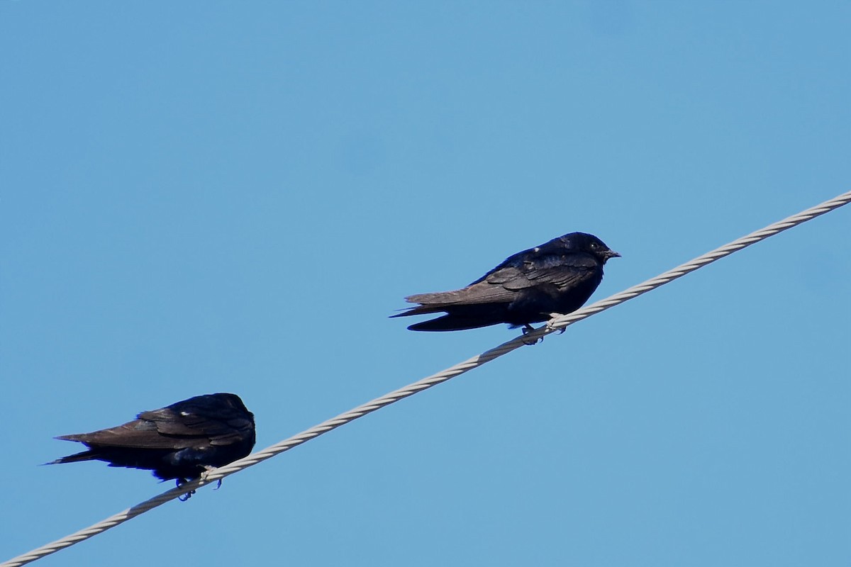 Golondrina Sureña - ML440737681