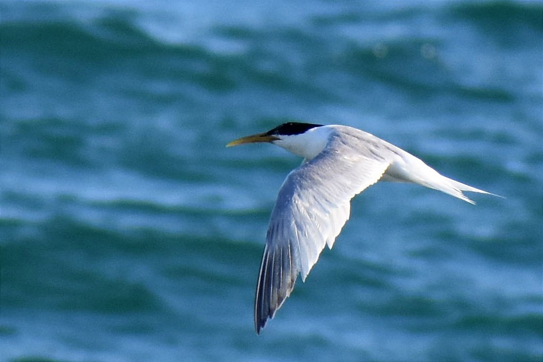 Sandwich Tern - Juan Bardier