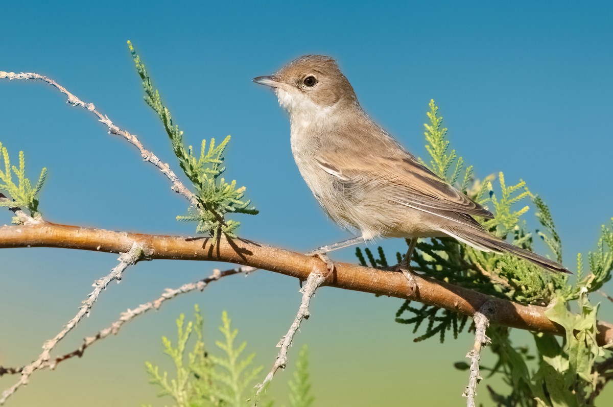 Sasi-txinboa - ML440738011