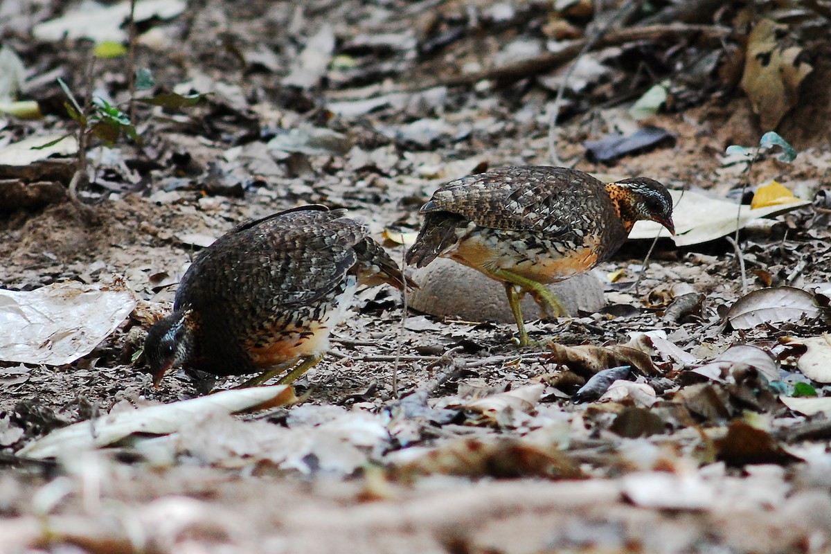 Scaly-breasted Partridge - ML440738211