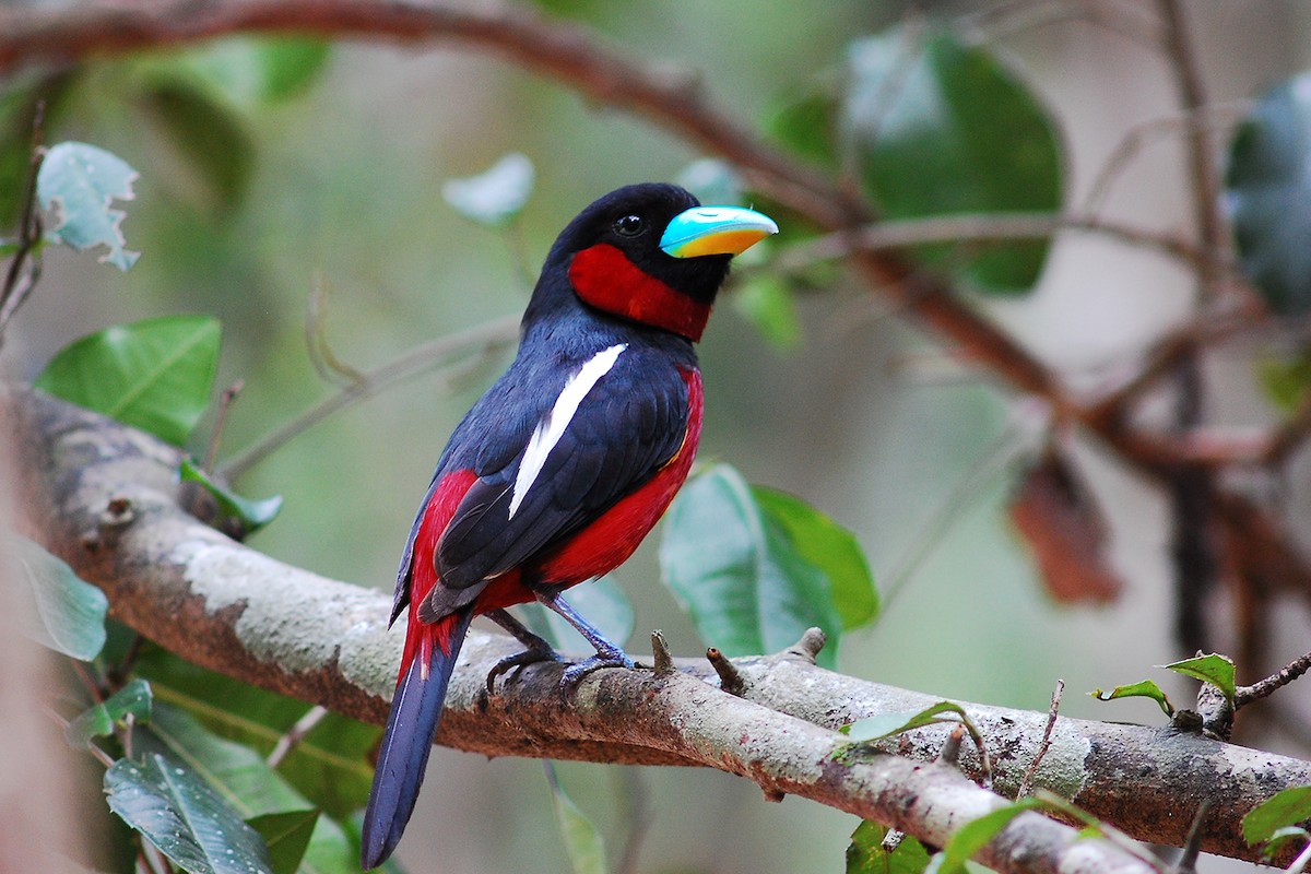 Black-and-red Broadbill - ML440738331