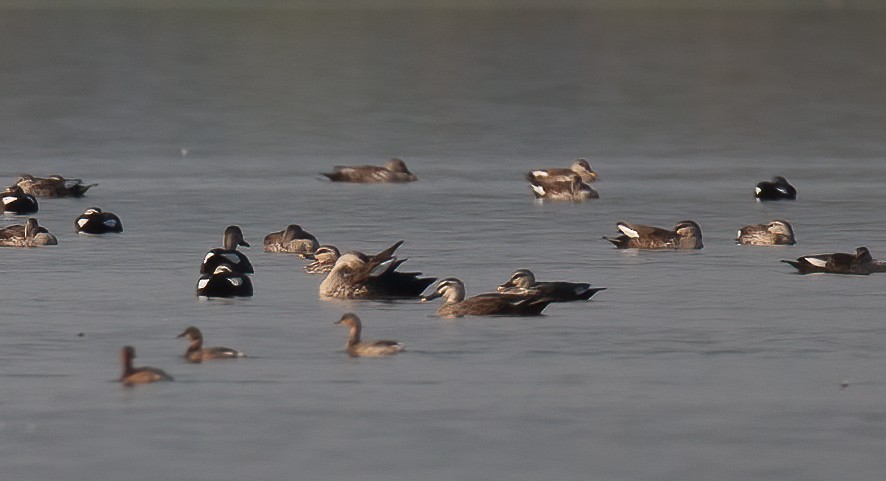 Eastern Spot-billed Duck - ML440739691