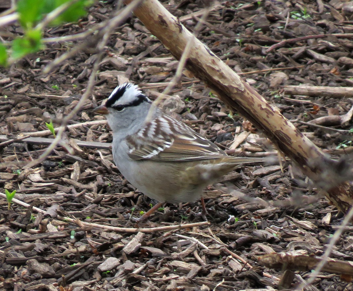 White-crowned Sparrow - ML440739701