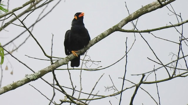 Common Hill Myna - ML440740631