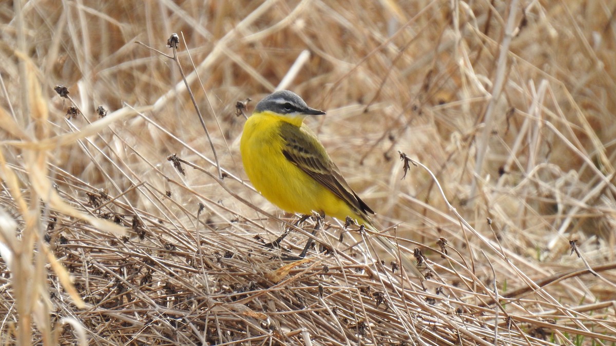 Western Yellow Wagtail - ML440740791