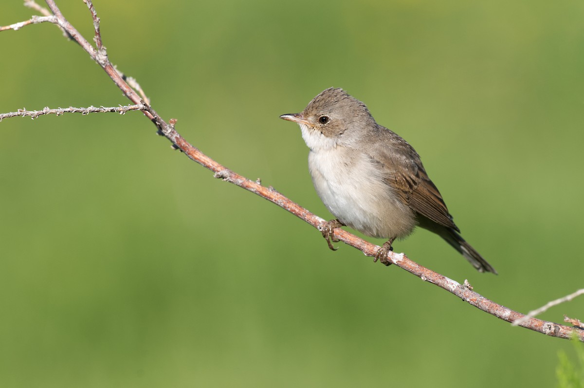 Sasi-txinboa - ML440740921