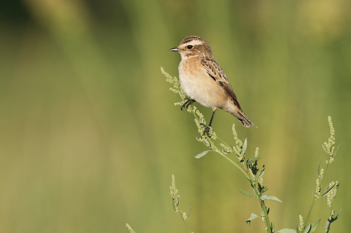 Pitxartxar nabarra - ML440743801