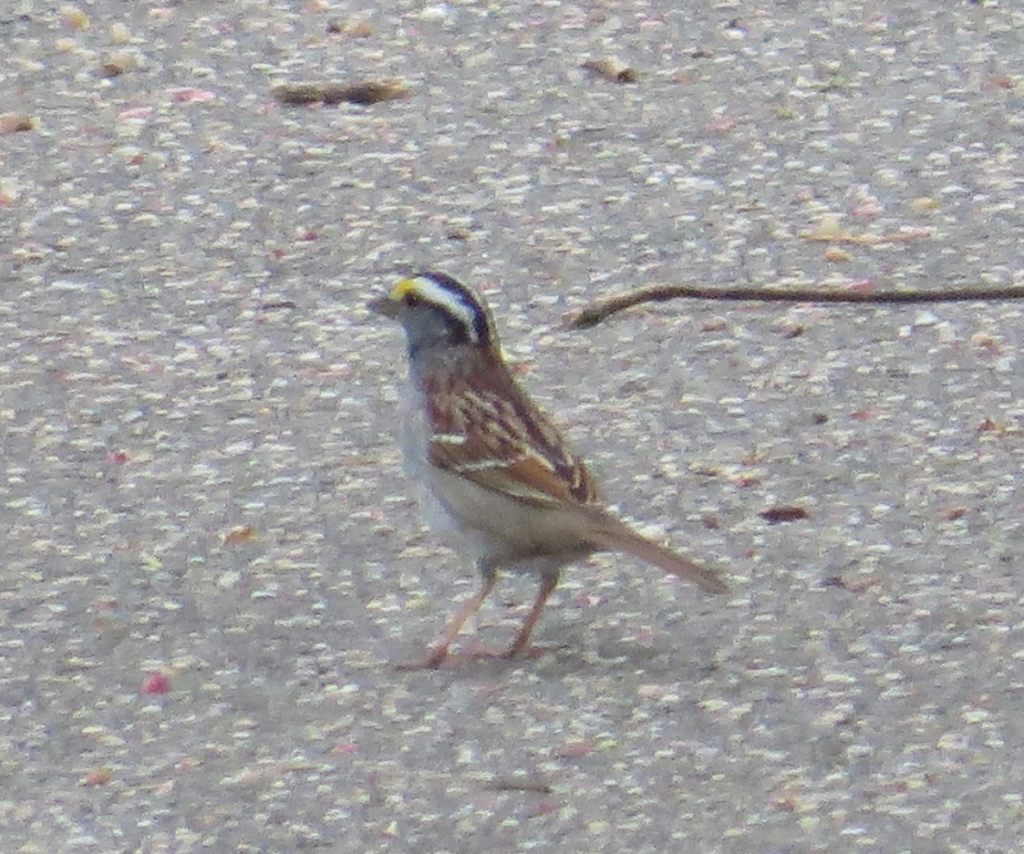 White-throated Sparrow - ML440744541