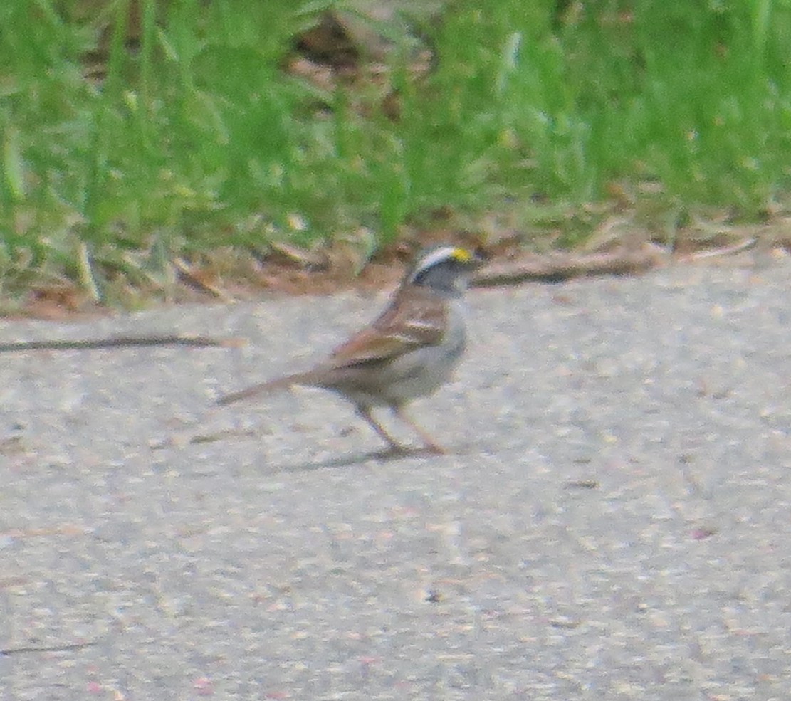 White-throated Sparrow - ML440744571