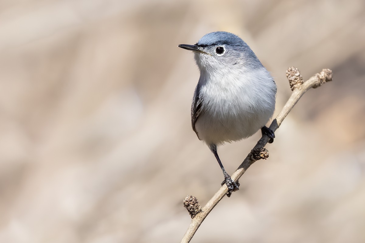 Blue-gray Gnatcatcher - ML440745721