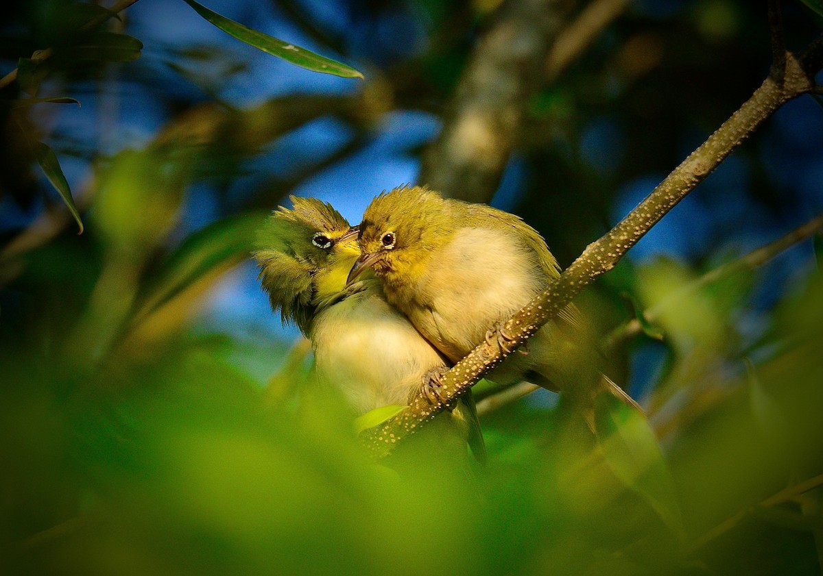 Abyssinian White-eye - ML440745771