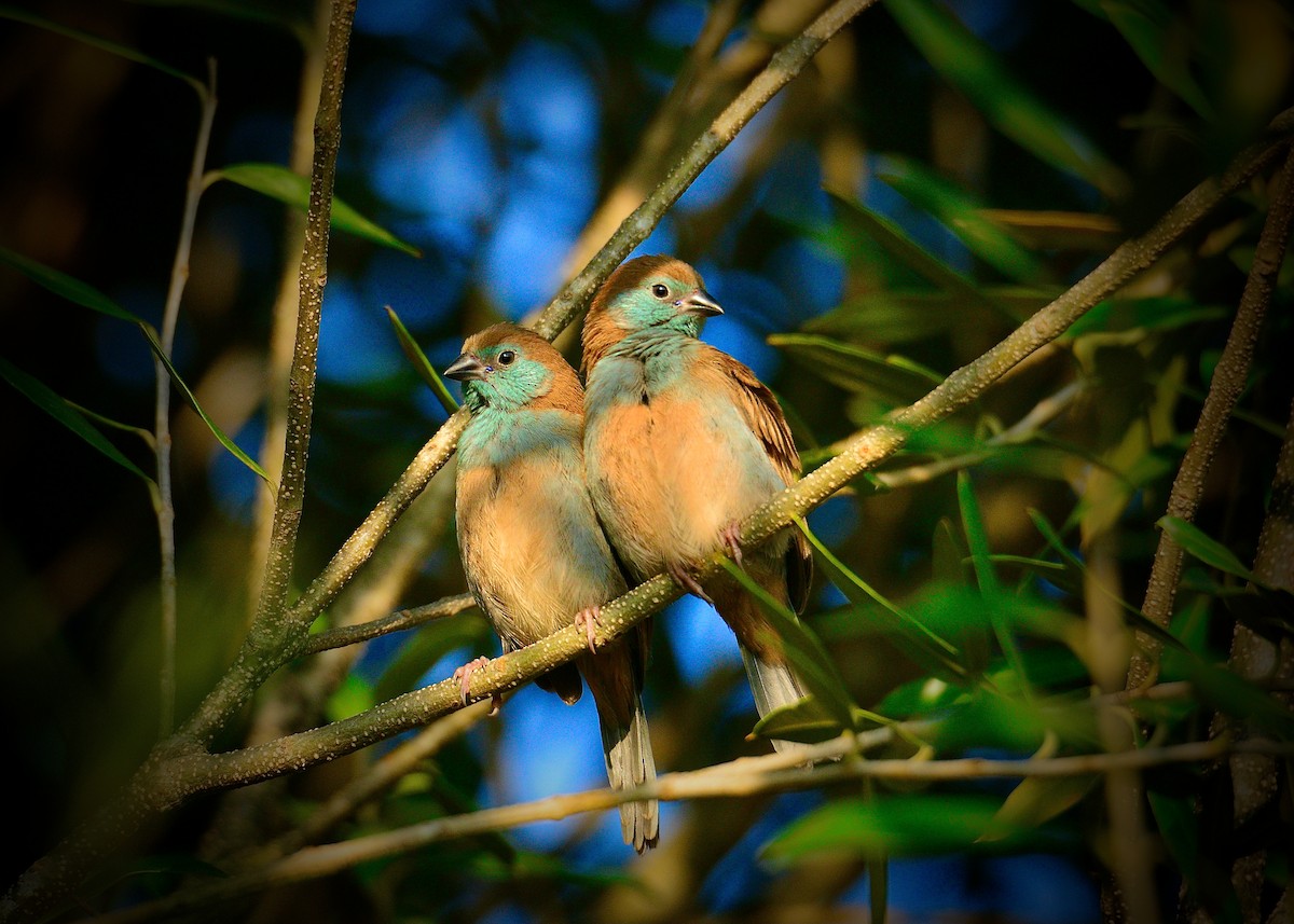 Blue-capped Cordonbleu - ML440745871