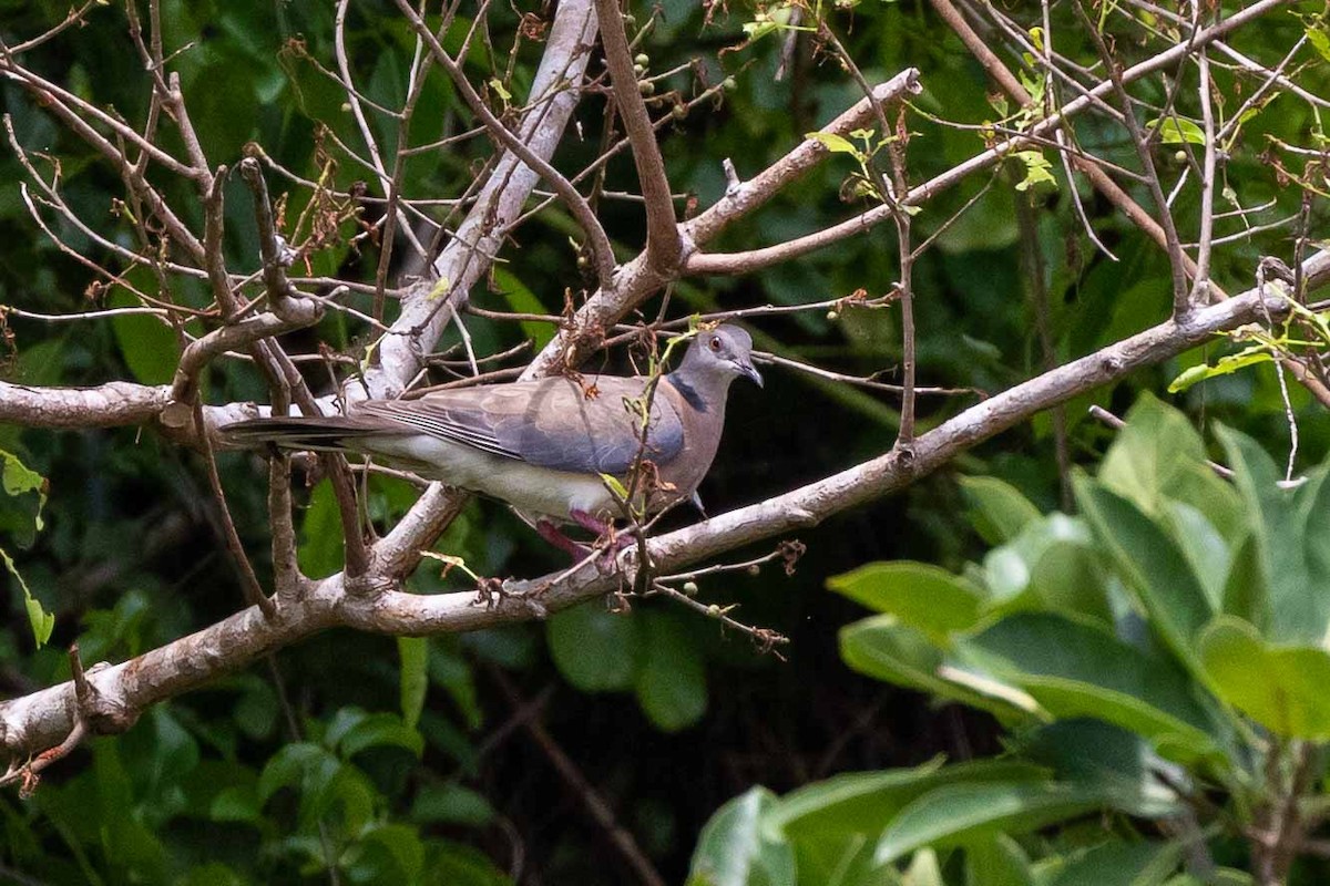 Philippine Collared-Dove - ML440745961