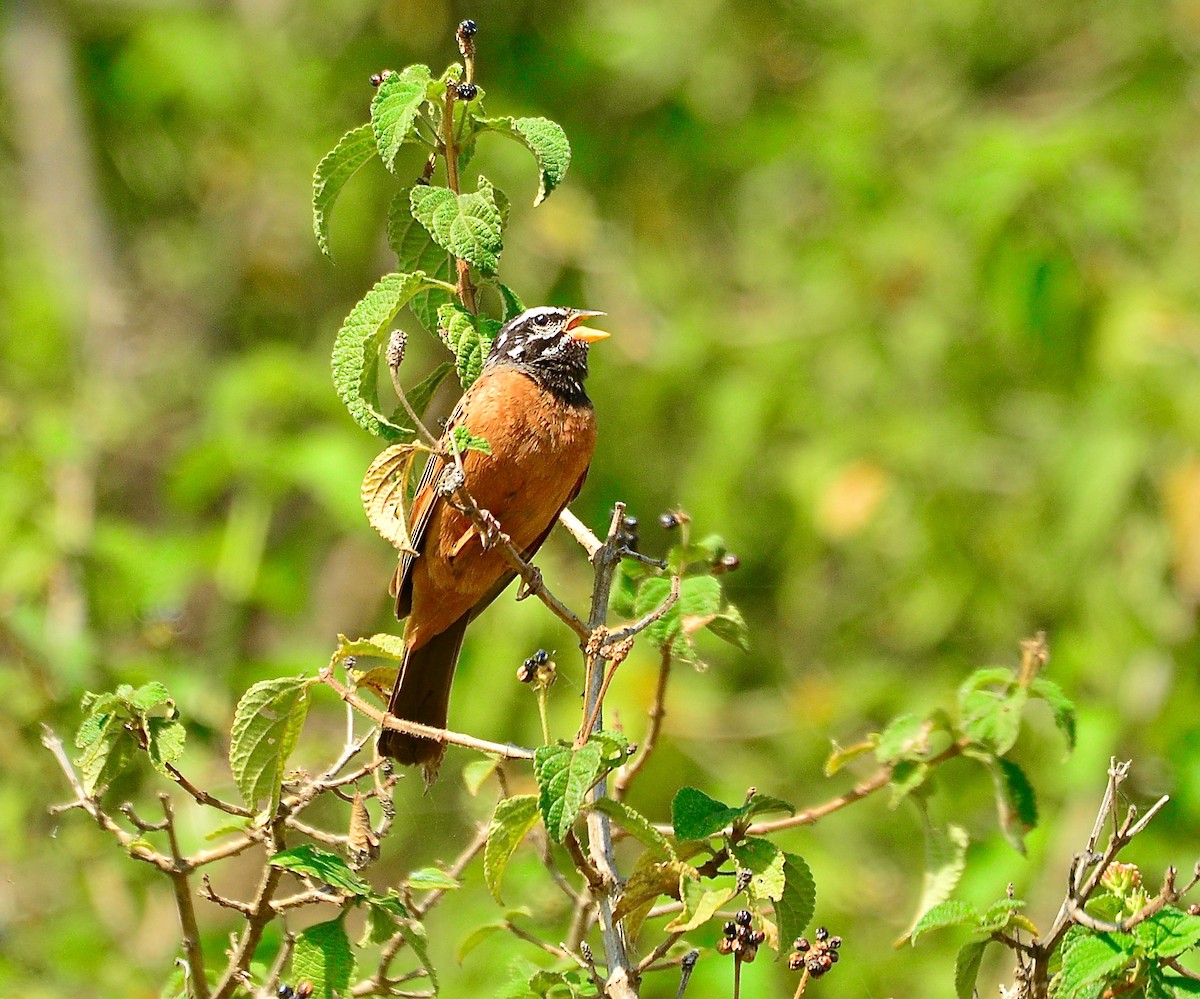 Cinnamon-breasted Bunting - ML440746251