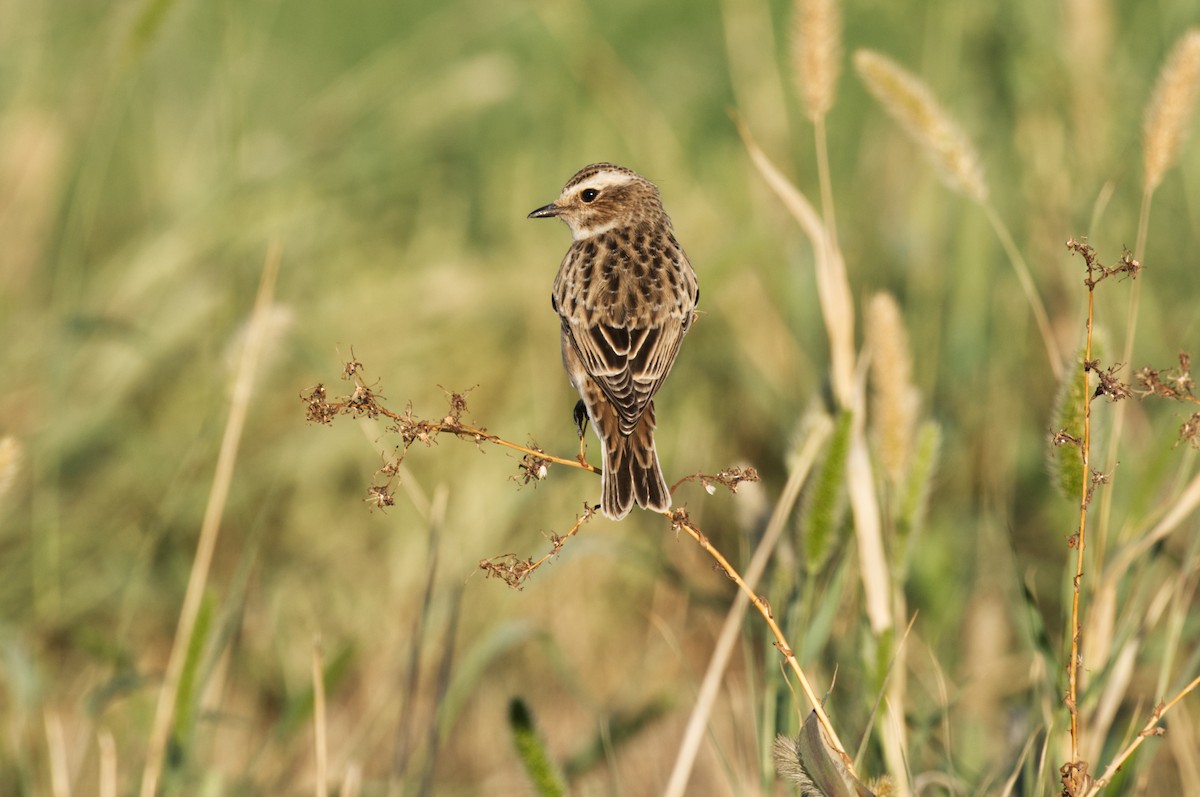 Pitxartxar nabarra - ML440746311