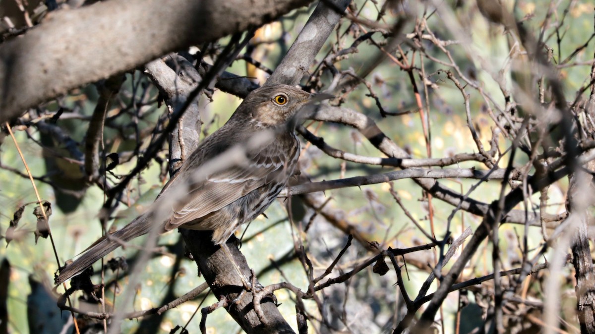 Sage Thrasher - ML44074641