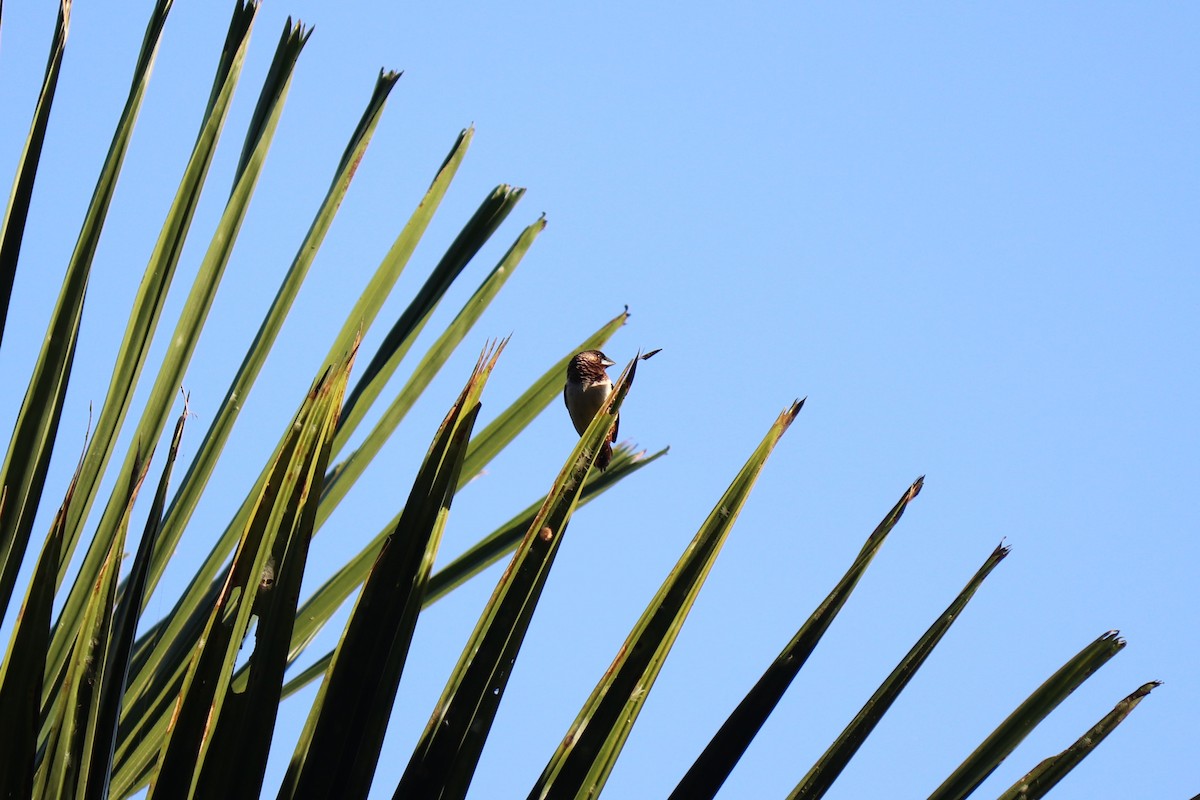 White-rumped Munia - ML440747141
