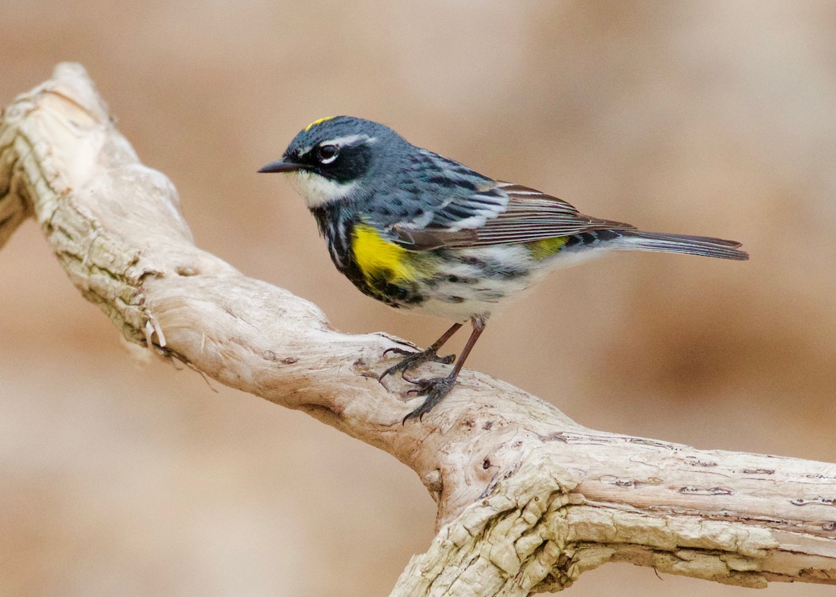 Yellow-rumped Warbler - ML440747301