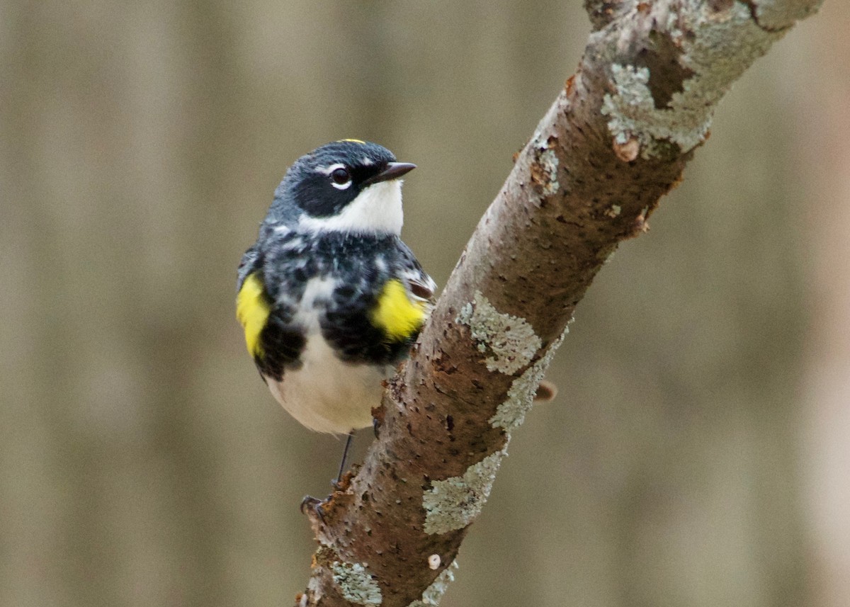 Yellow-rumped Warbler - ML440747311