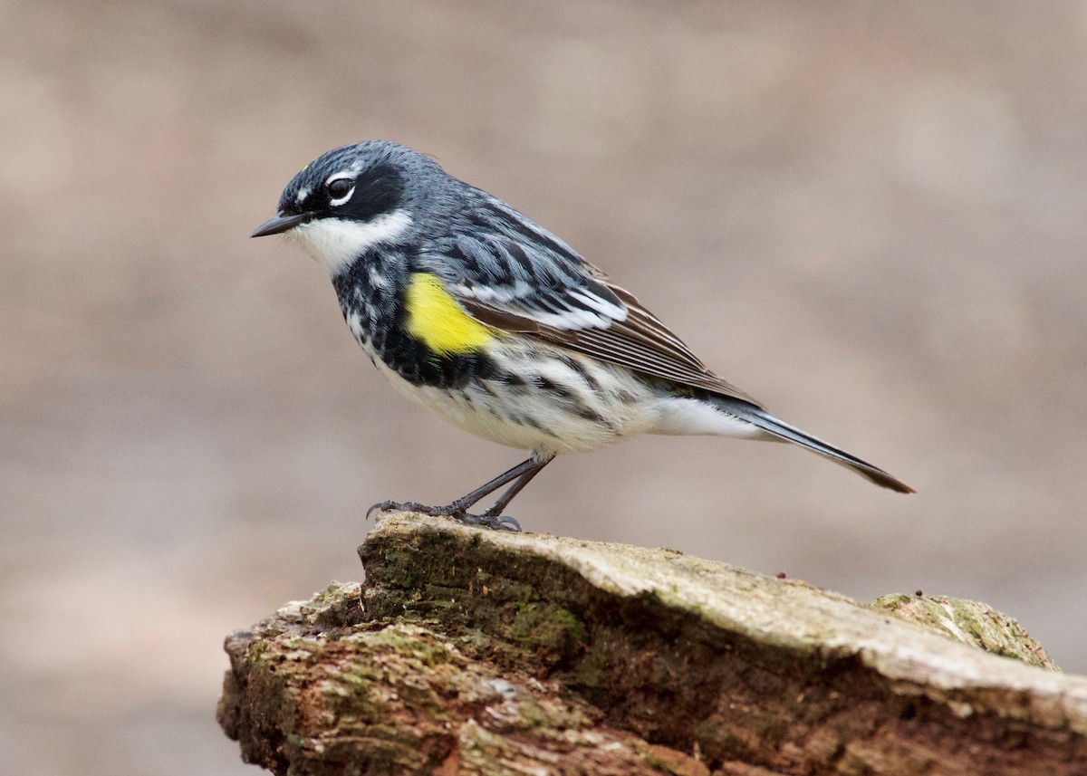 Yellow-rumped Warbler - ML440747331