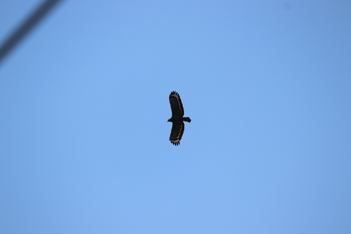 Crested Serpent-Eagle - ML440747711