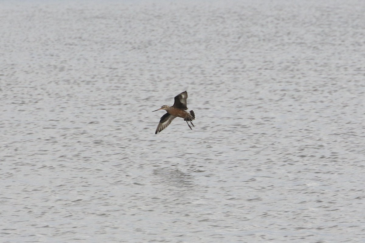 Hudsonian Godwit - Dan Gesualdo