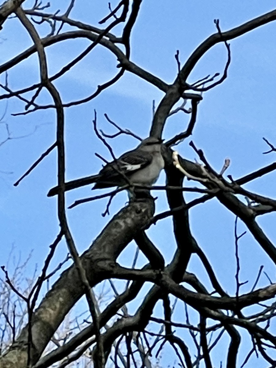 Northern Mockingbird - ML440749151