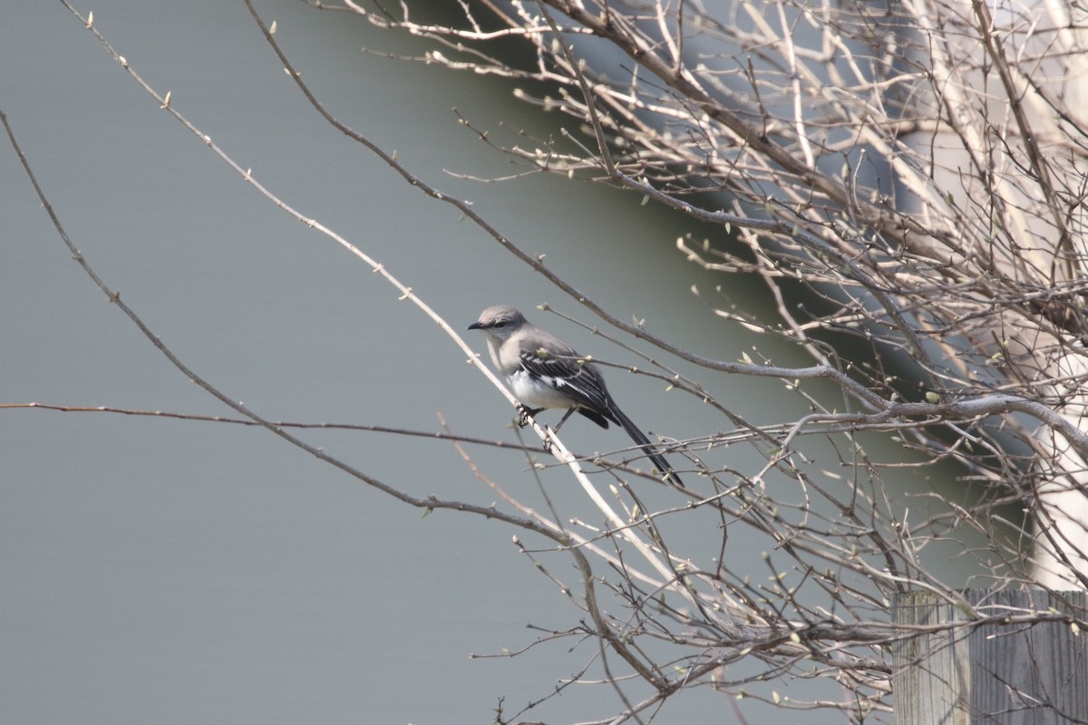 Northern Mockingbird - Dan Gesualdo