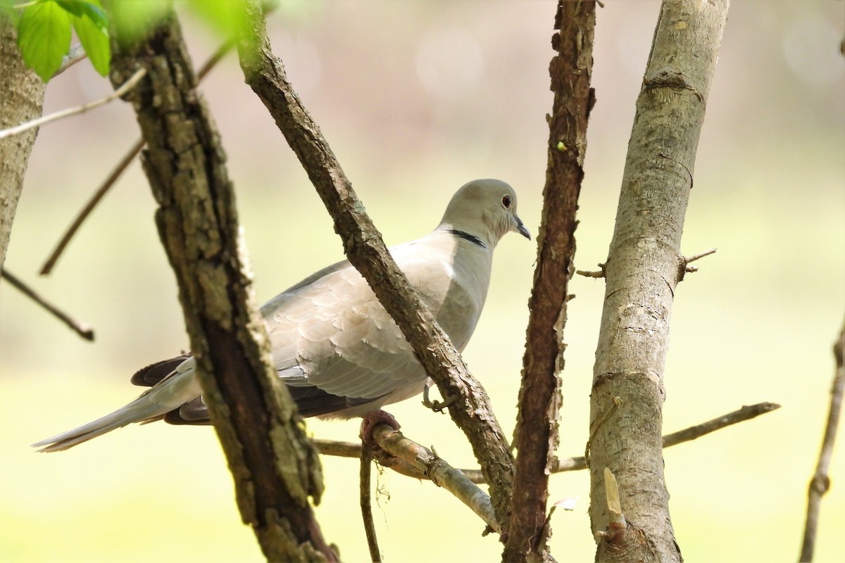 Eurasian Collared-Dove - ML440749951