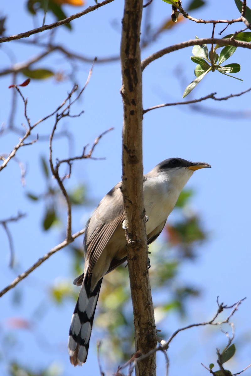 Mangrove Cuckoo - ML440750001