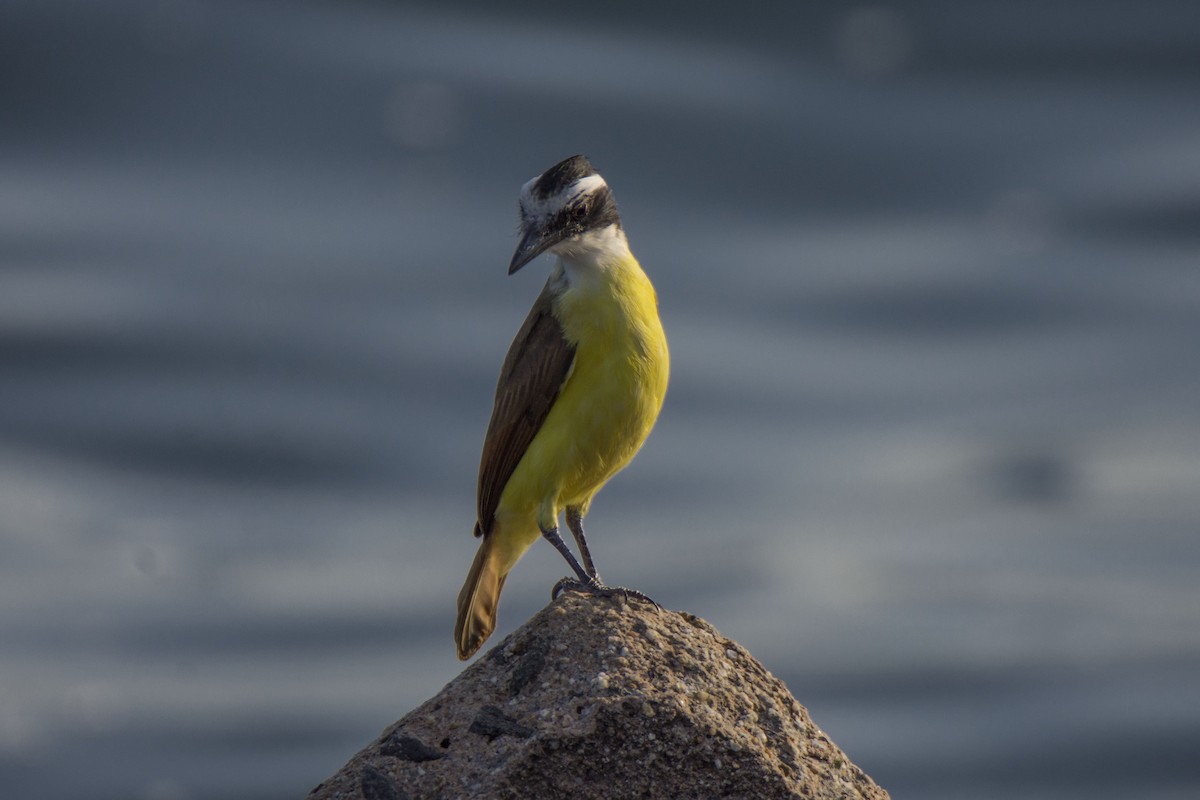 Great Kiskadee - ML440750021