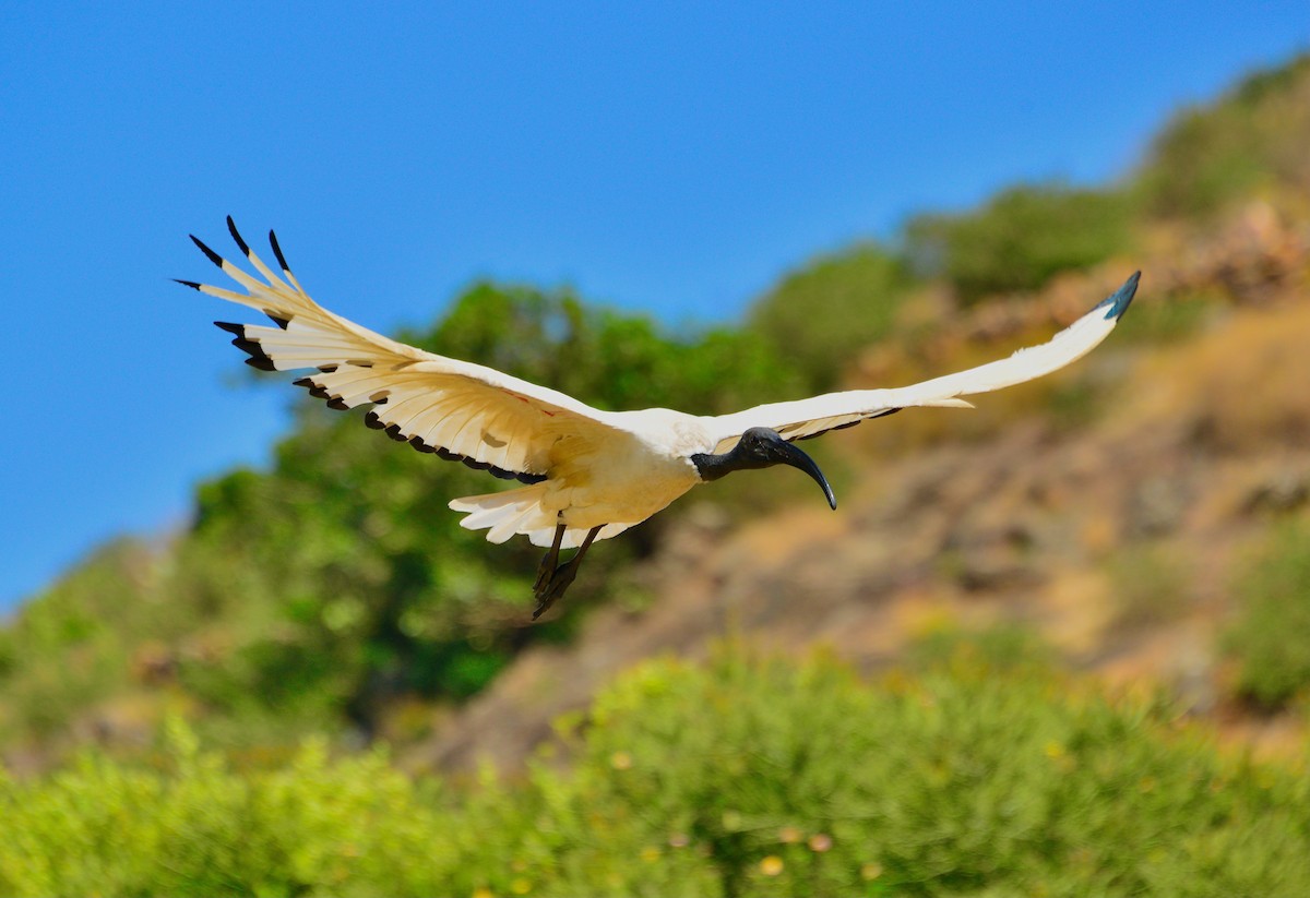 African Sacred Ibis - ML440751831