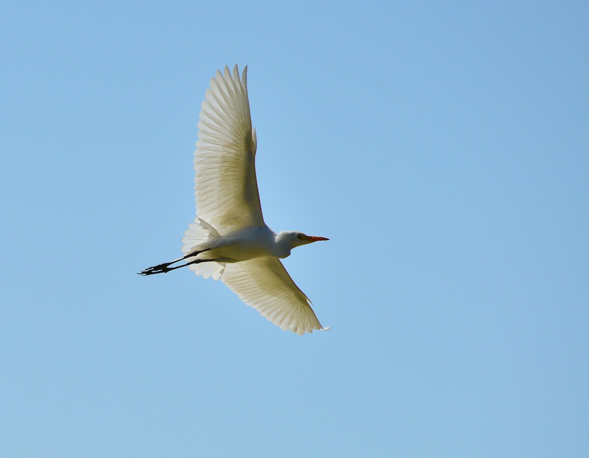 Western Cattle-Egret - ML440751861