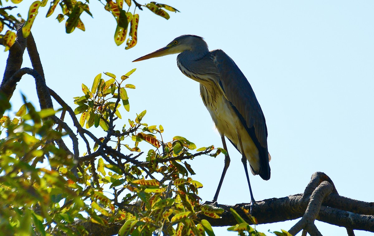 Goliath Heron - ML440752051