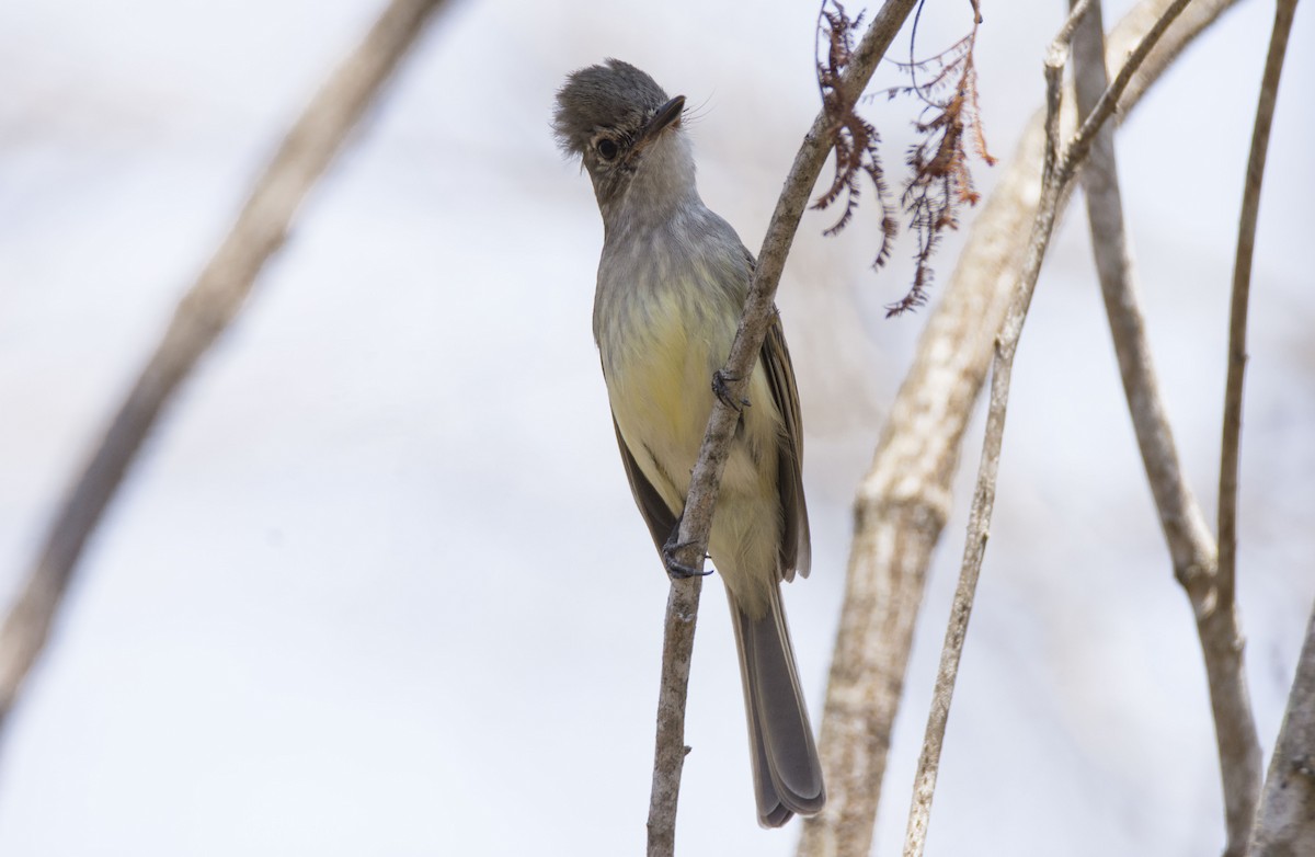 Flammulated Flycatcher - Oveth Fuentes