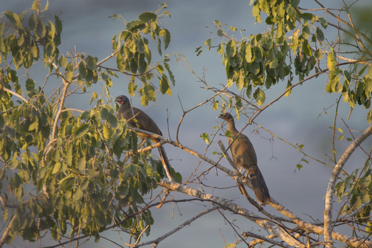 Chachalaca Pechigrís - ML440752521