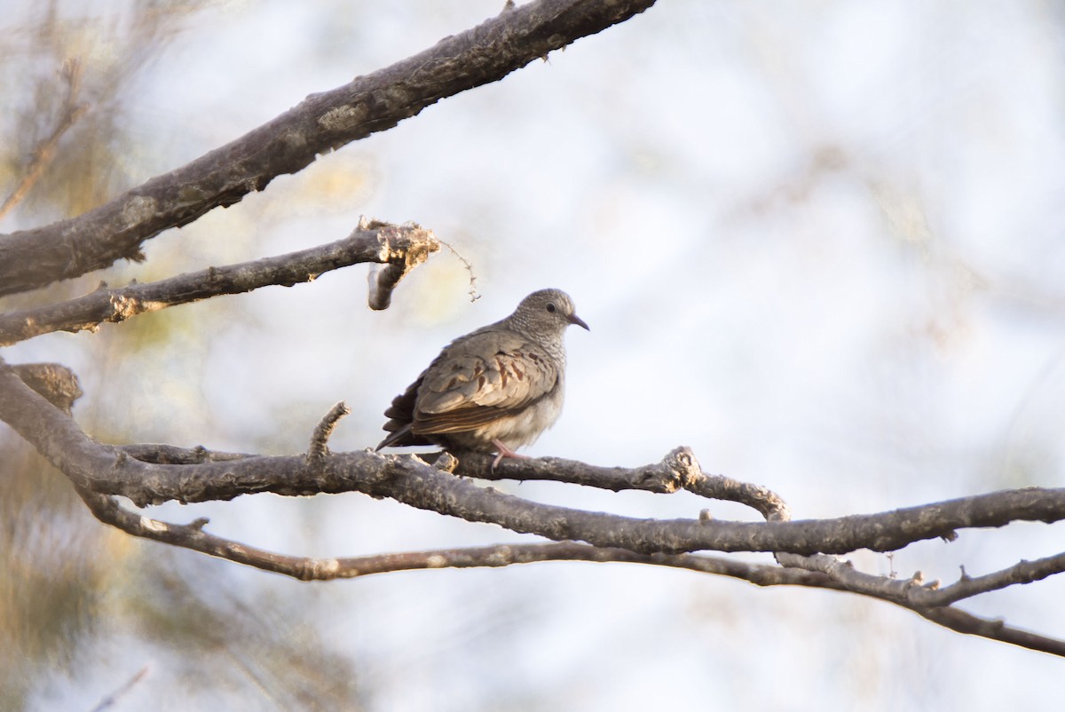 Common Ground Dove - ML440752551