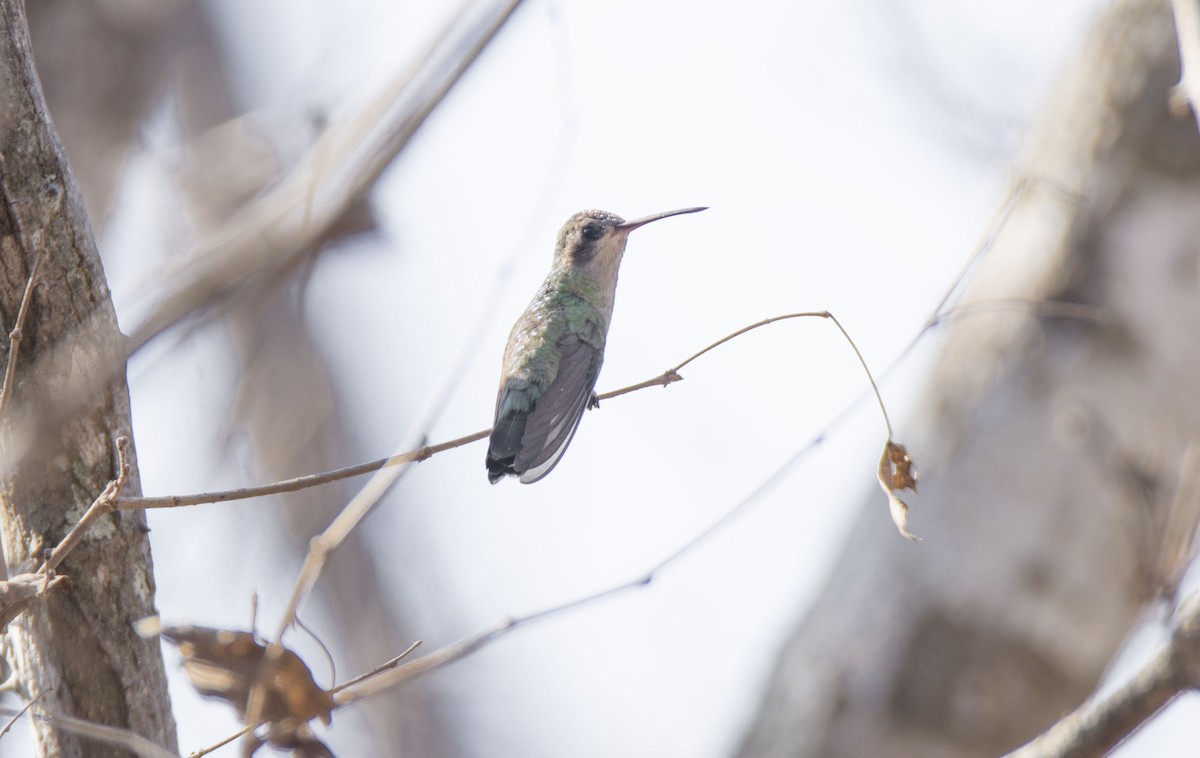 Colibrí Piquiancho Común - ML440752671