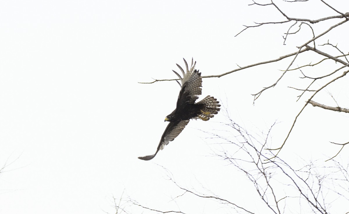 Zone-tailed Hawk - Oveth Fuentes