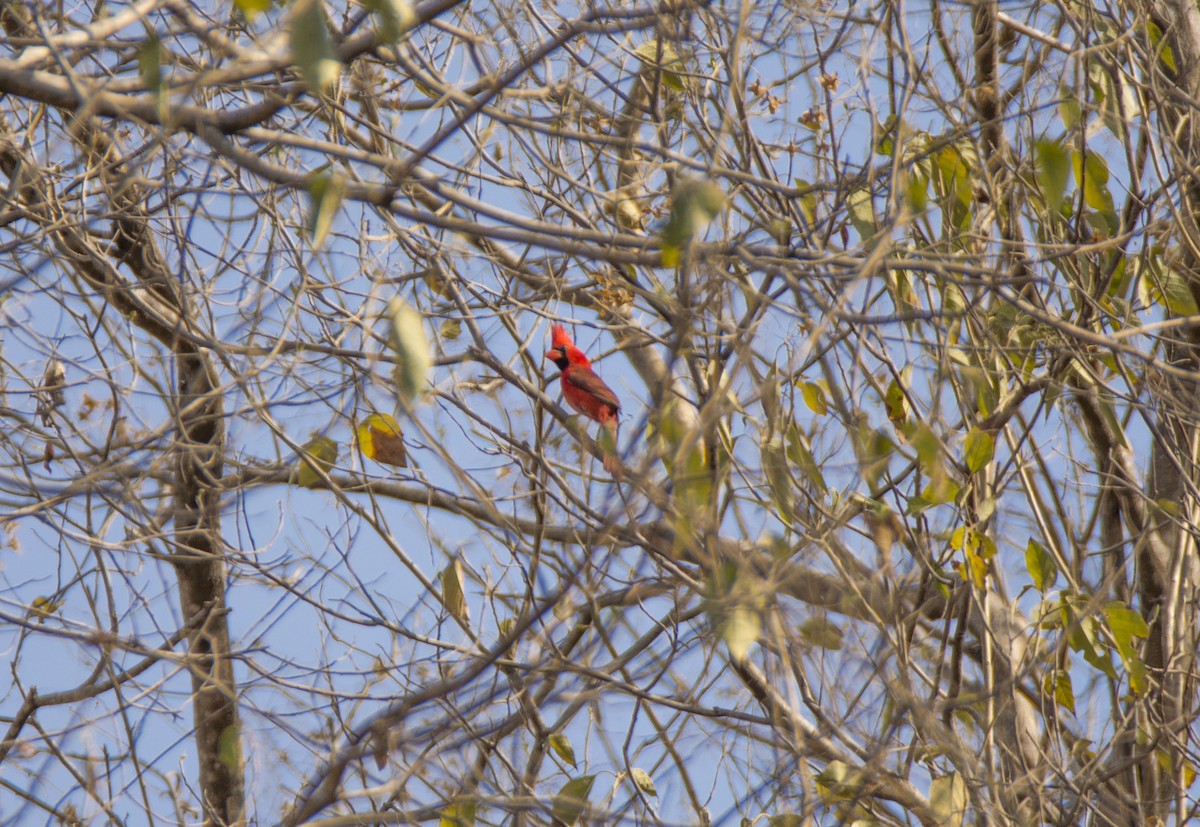 Northern Cardinal - ML440753191