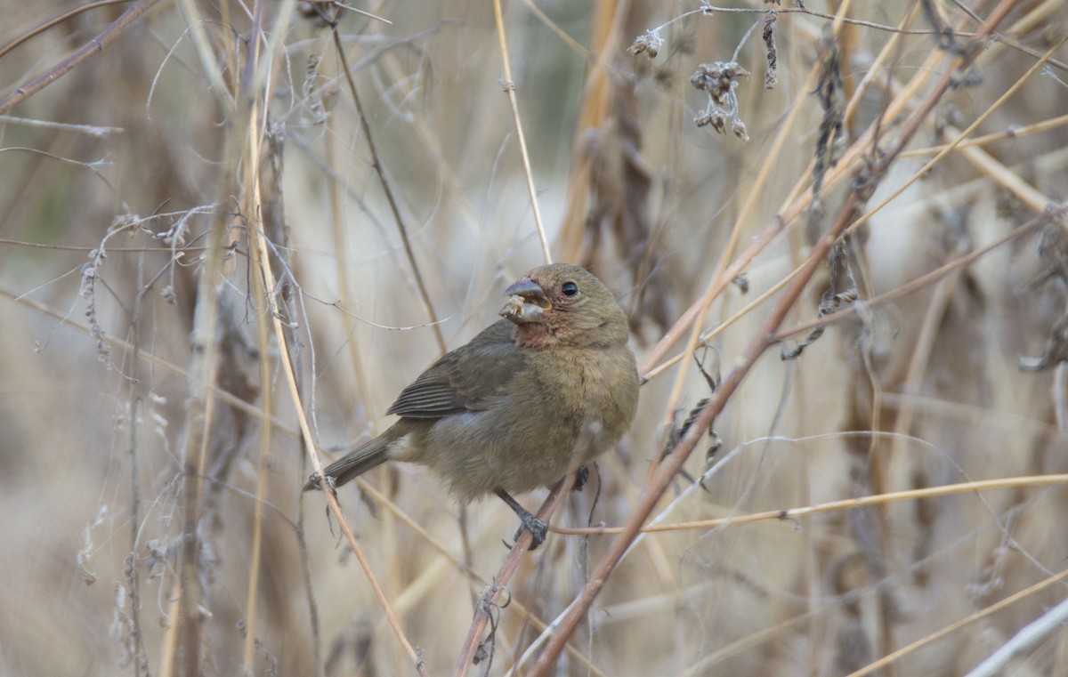 Varied Bunting - ML440753251