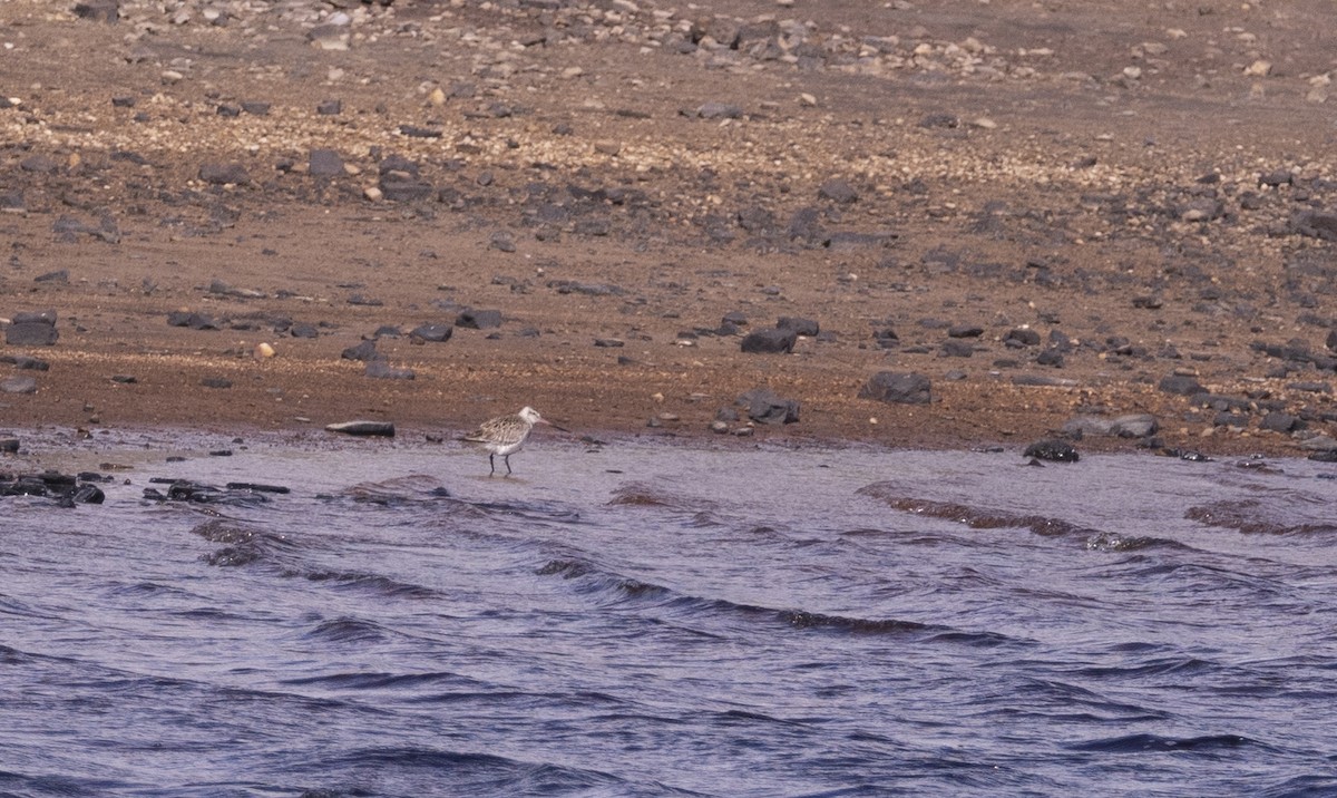 Bar-tailed Godwit - ML440753561