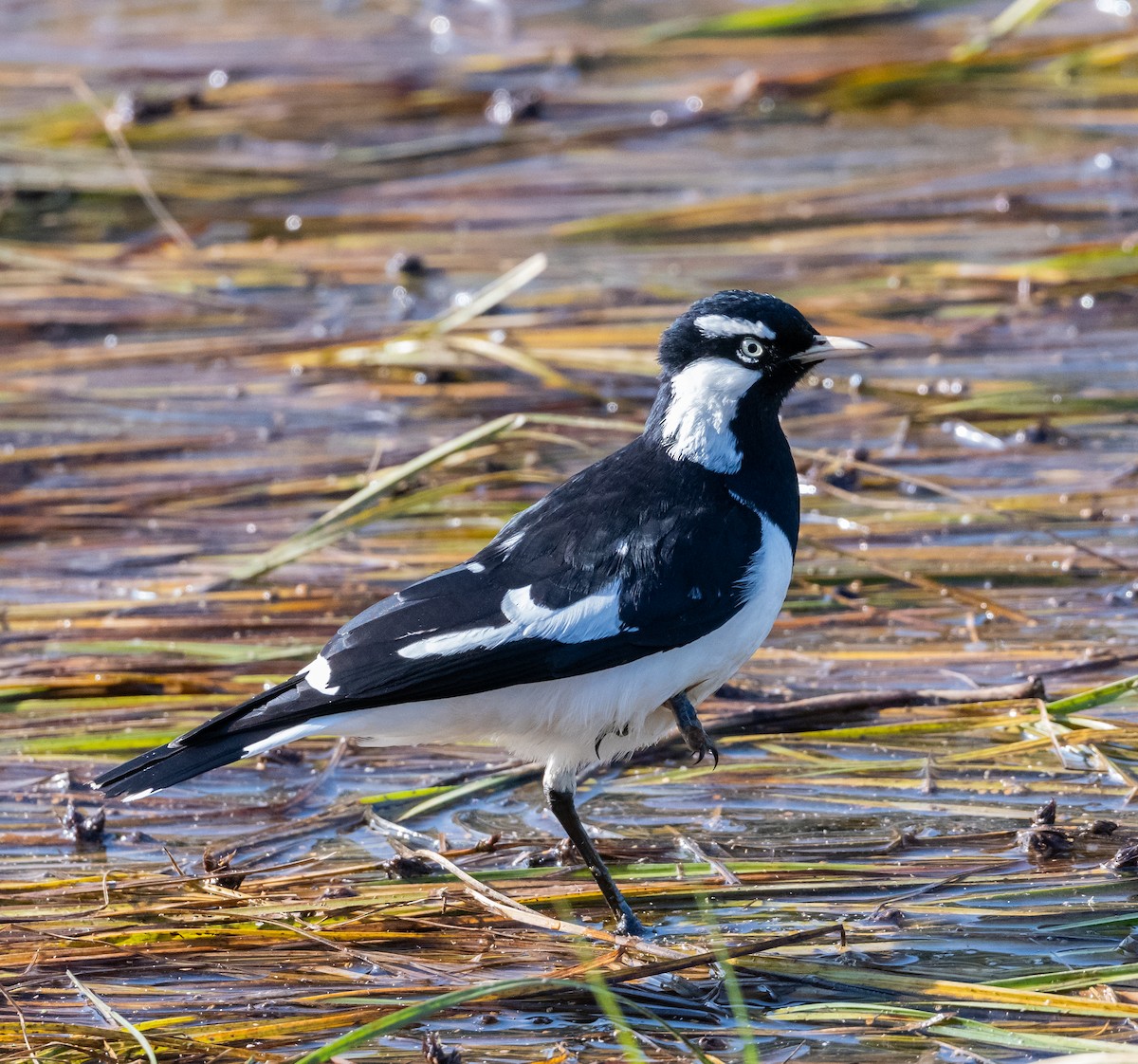 Magpie-lark - ML440753831