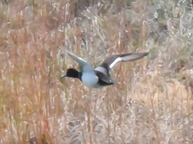 Lesser Scaup - Glenn Dunmire