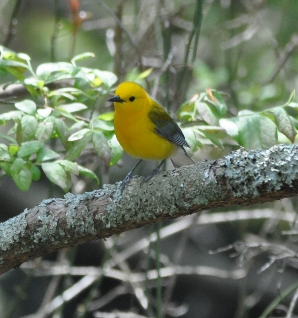 Prothonotary Warbler - ML440756191