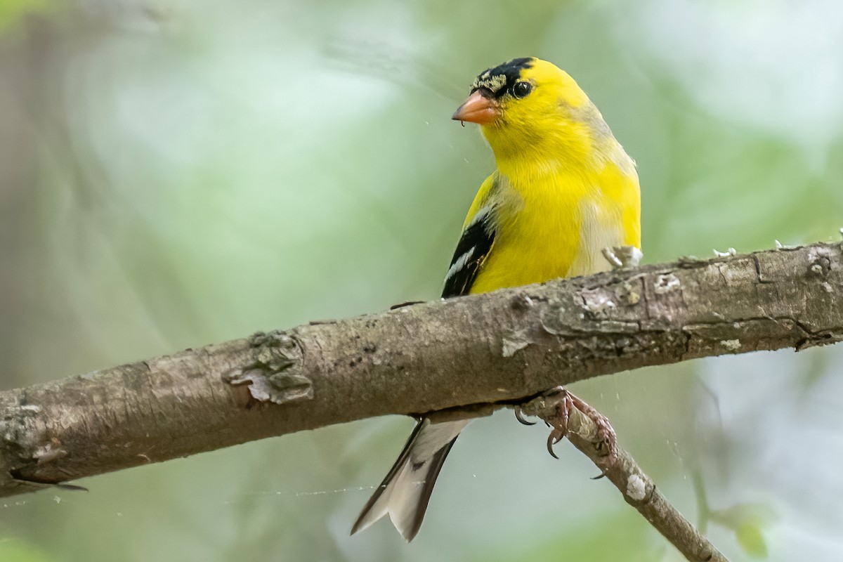 American Goldfinch - Bill Wood