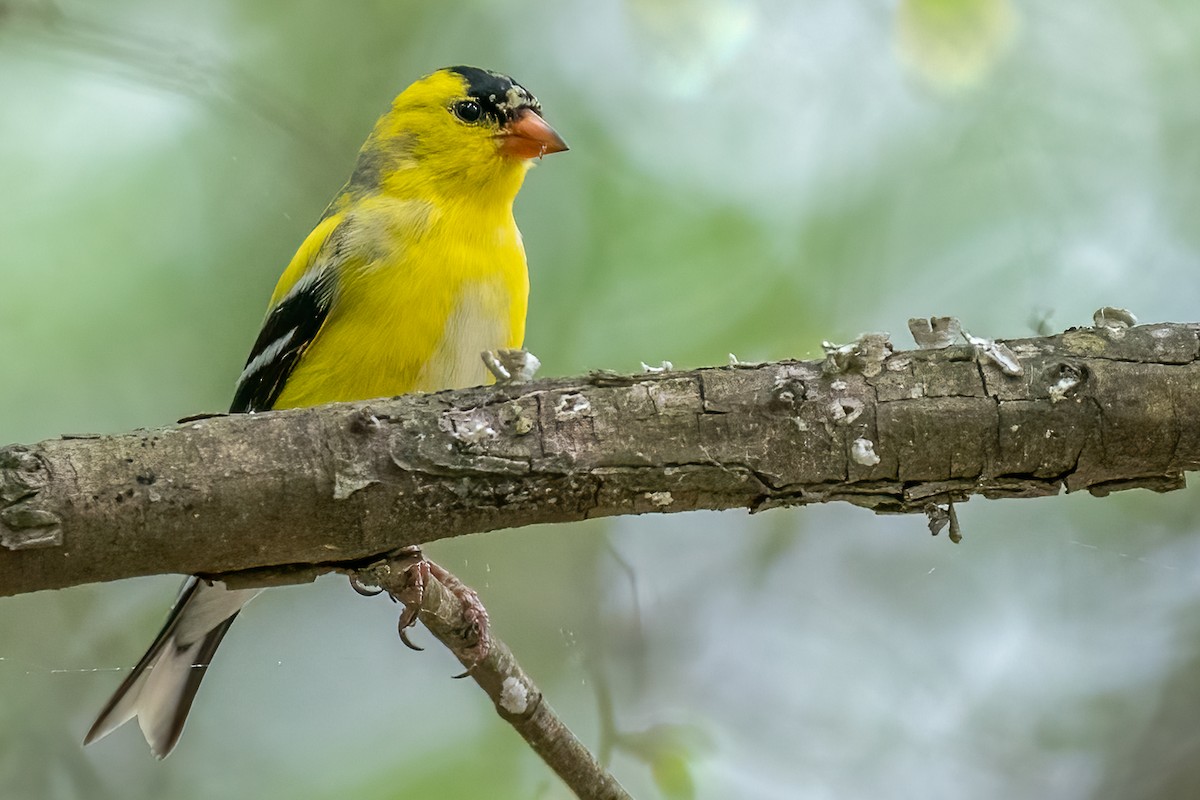 American Goldfinch - Bill Wood