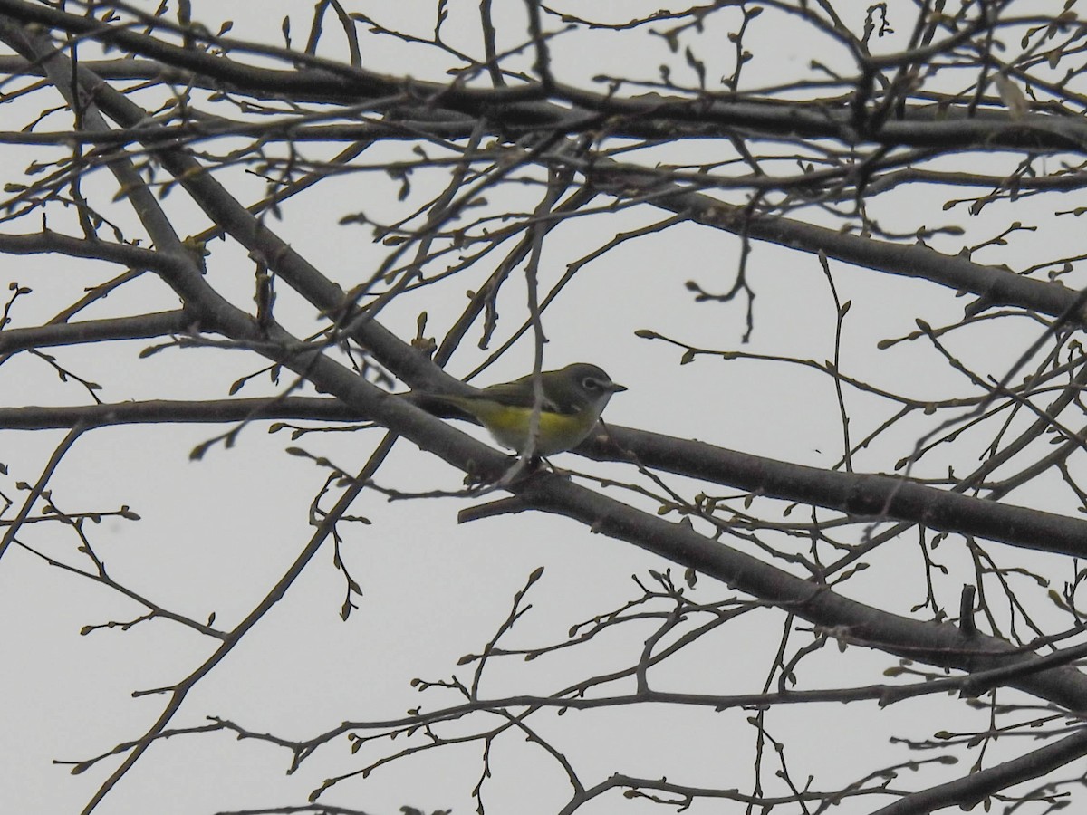 Blue-headed Vireo - ML440757811